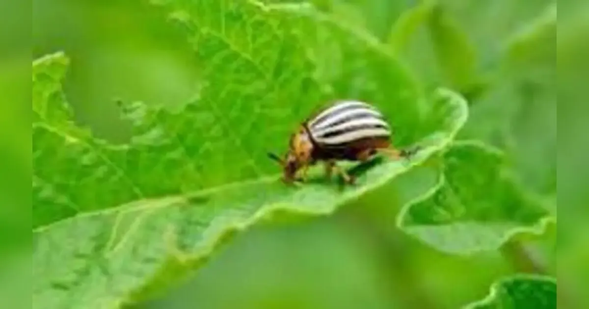 Protecting Your Paradise: Strategies For Effective Pest Management In Your Garden