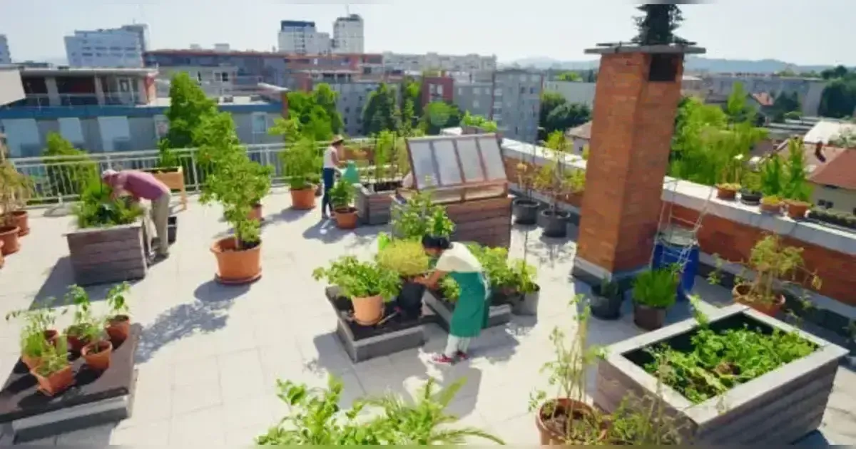 Urban Gardening: Solutions For Growing Food In The City