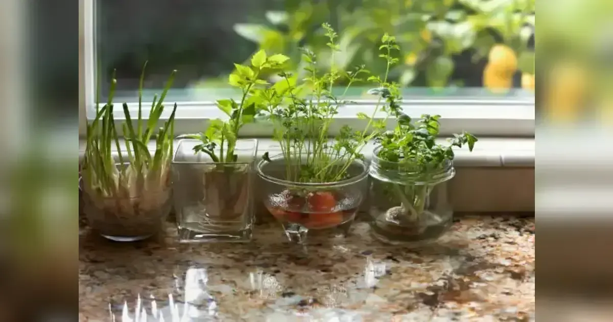 How To Grow Carrots Indoors: Expert Tips On Growing A Successful Indoor Crop