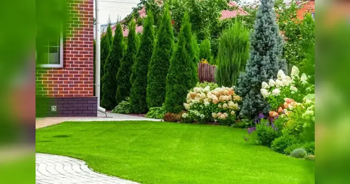 Top 8 Evergreen Shrubs For Small Gardens