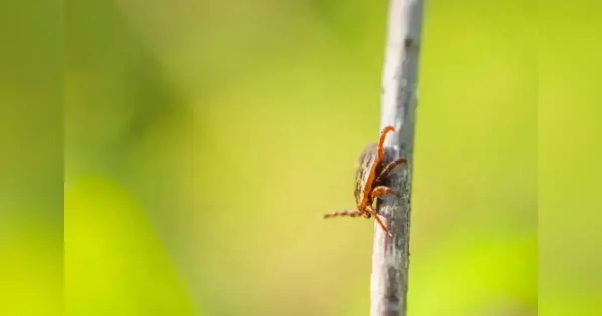 Naturally Repellent Plants To Ticks: Inside To Outside Complete Guide For A Tick Free Yard