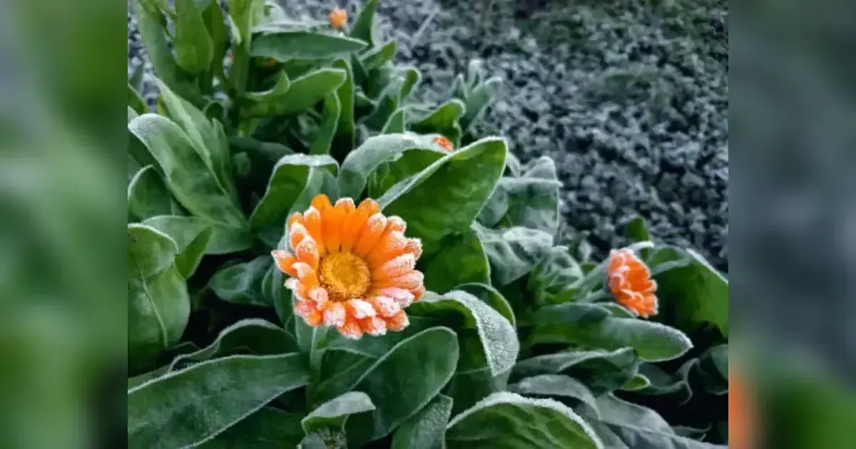 Fall To Frost Annuals: Everything You Need To Know