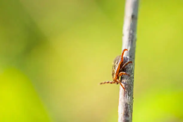 Naturally repellent plants to ticks: inside to outside complete guide for a tick free yard