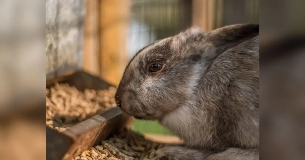 Operational Plan For A Rabbit Business