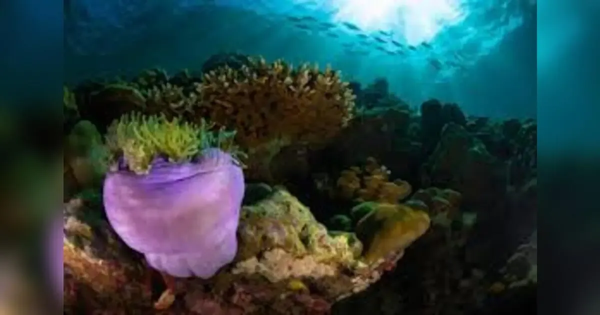 Oceans In Peril: How We Can Reverse Marine Pollution.