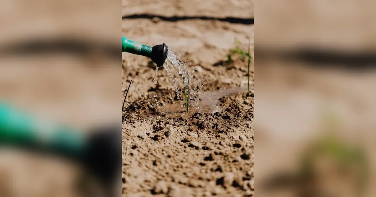 Seasonal Gardening Tips: What To Plant And When