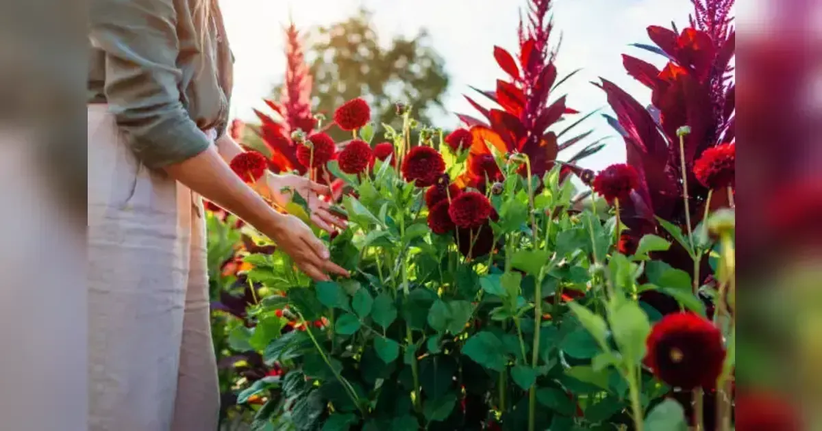 Dahlias: How To Grow Dahlias To Fill Your Garden With Vibrant Summer Colour