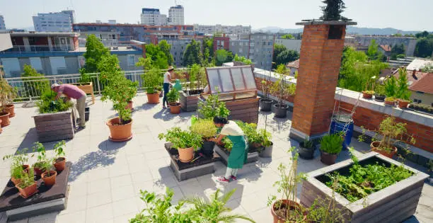 Urban Gardening: solutions for growing food in the city