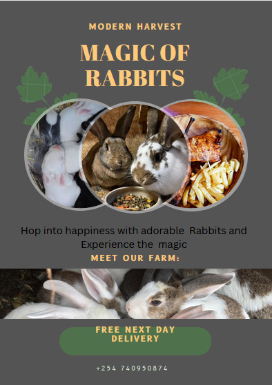 Rabbit Eatiries Kenya