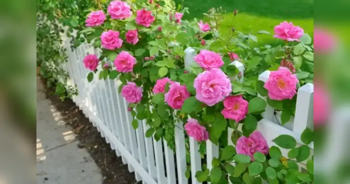 Transform Your Garden With These Stunning Climbing Roses