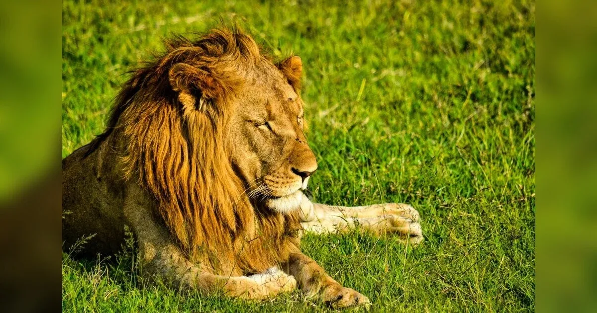 Kenya's Luxurious Escapes: Five Exquisite Destinations