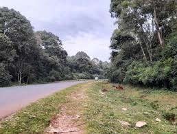 Malava