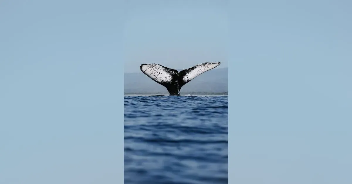Oceans On The Brink: The Urgent Need For Marine Conservation In The Fight Against Climate Change