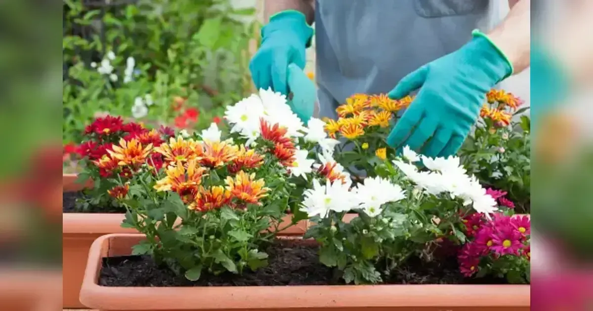 How To Grow A Gorgeous Chrysanthemum In Your Garden.