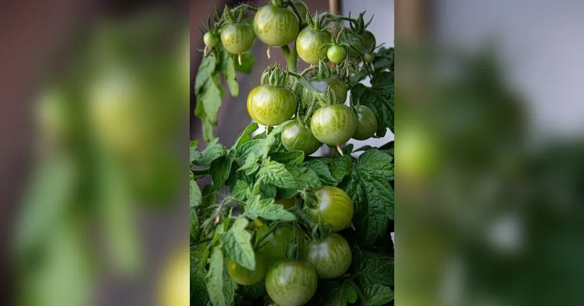 Nurturing Nature: The Art And Science Of Home Gardening