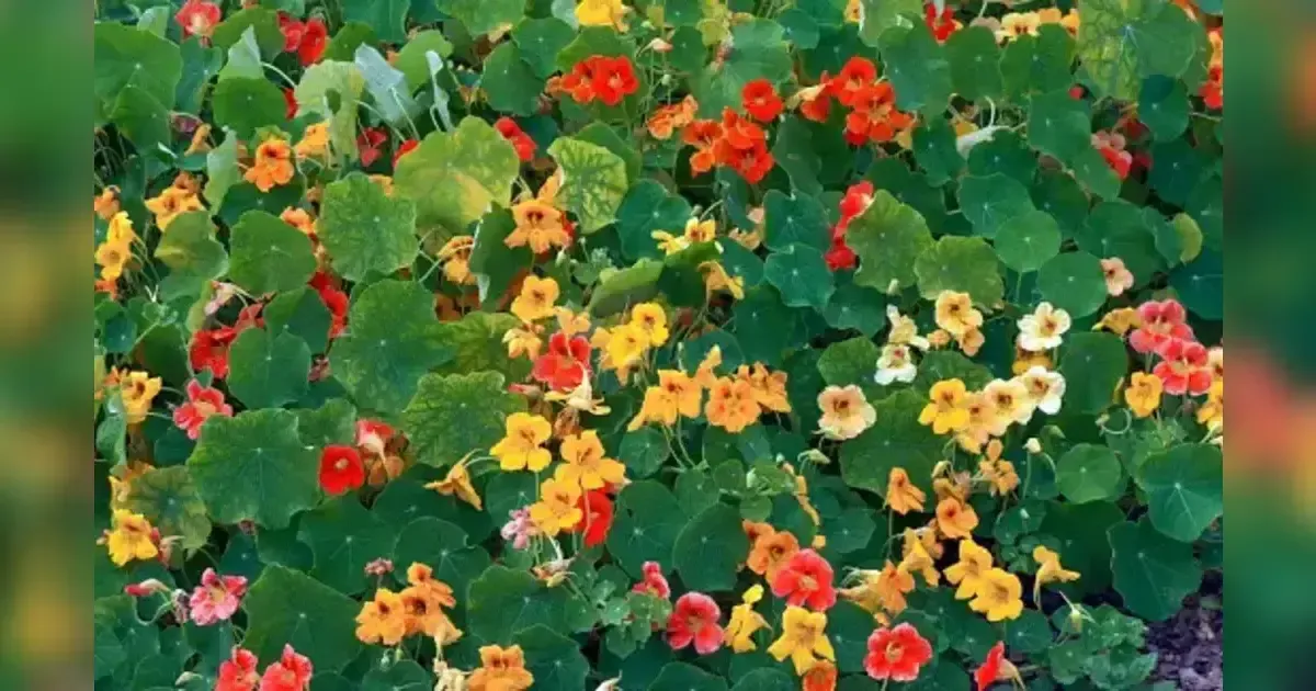 Transform Your Patio Into A Floral Fragrance Garden