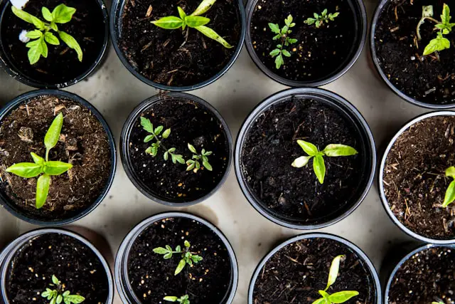 Sustainable Gardening:How to grow a climate-resilient garden at home