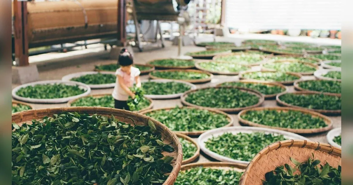 Is Your Plantation Producing To Its Full Potential? Discover How To Maximize Yield