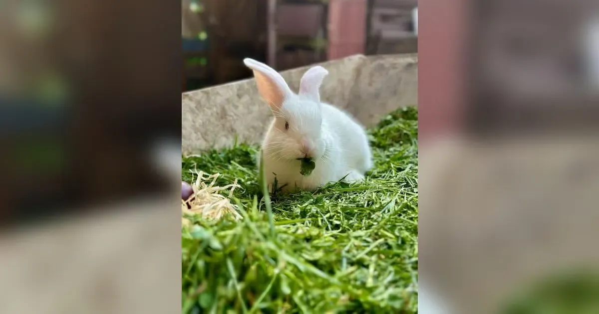 Market Analysis For A Rabbit Business