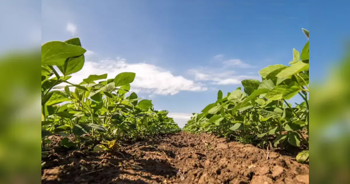 The Benefits Of Cover Crops In Erosion Control And Soil Health