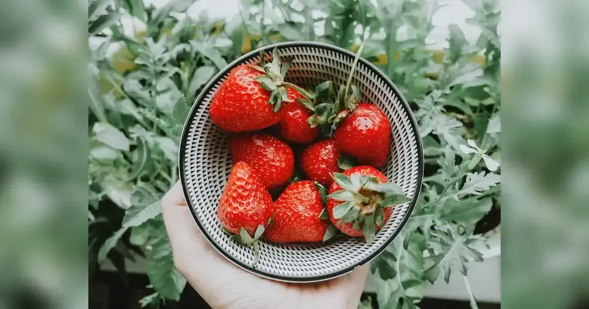 How Can You Grow Strawberries In Your Home Garden