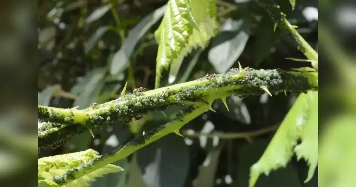How Can You Get Rid Of Fungus Gnats