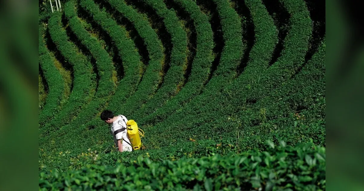 Nourishing The Planet: Exploring Sustainable Practices In Modern Crop Farming
