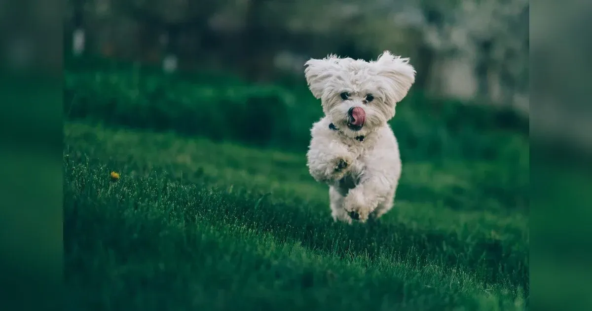 Exciting Outdoor Pastimes For Your Pet All Year Round