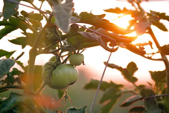 Edible Gardens: Growing Your Own Food in a Post-Pandemic World