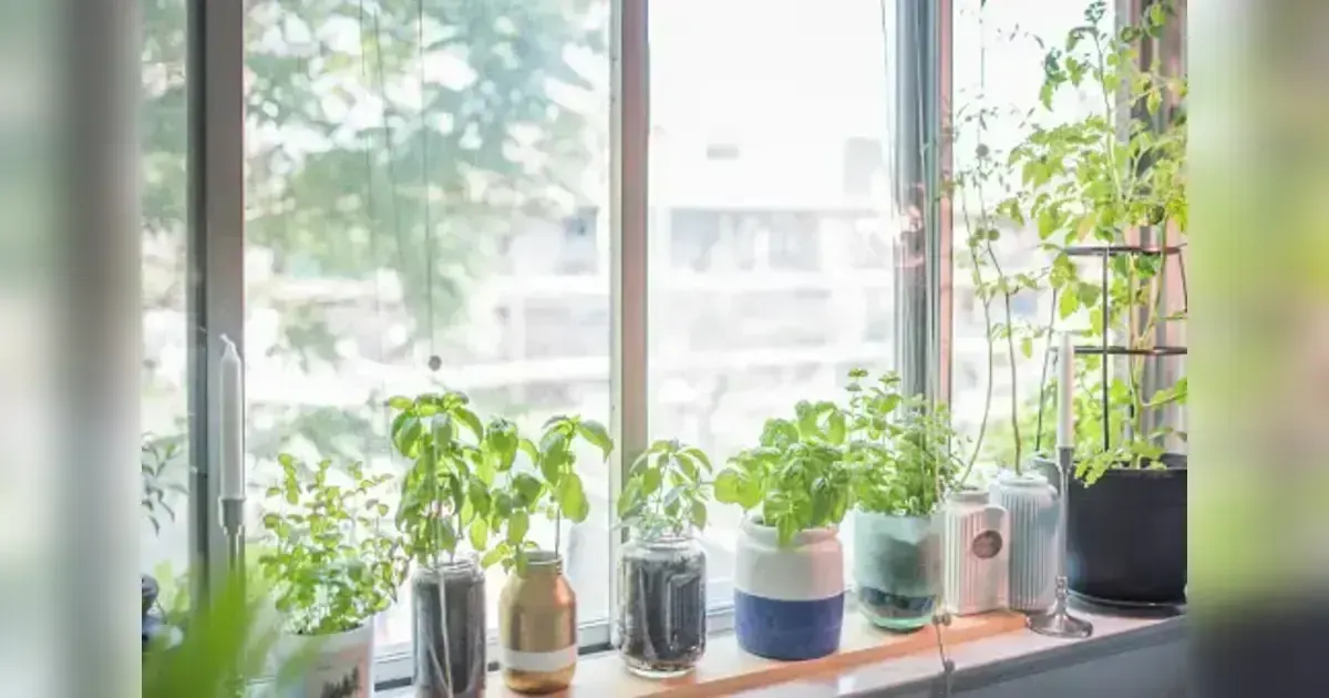 Top 5 Herbs To Grow On Your Windowsill