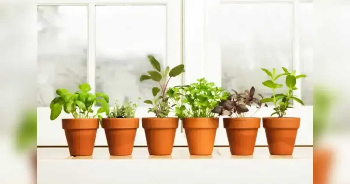 Container Gardening: Tips For Growing Plants In Containers & Choosing The Right Containers.