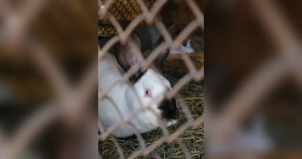 Rabbit Farming For Meat