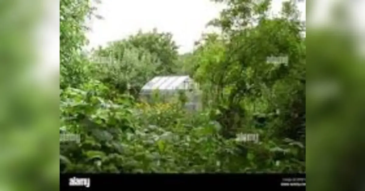 Taming The Jungle: Restoring Order To Your Overgrown Kenyan Home Garden