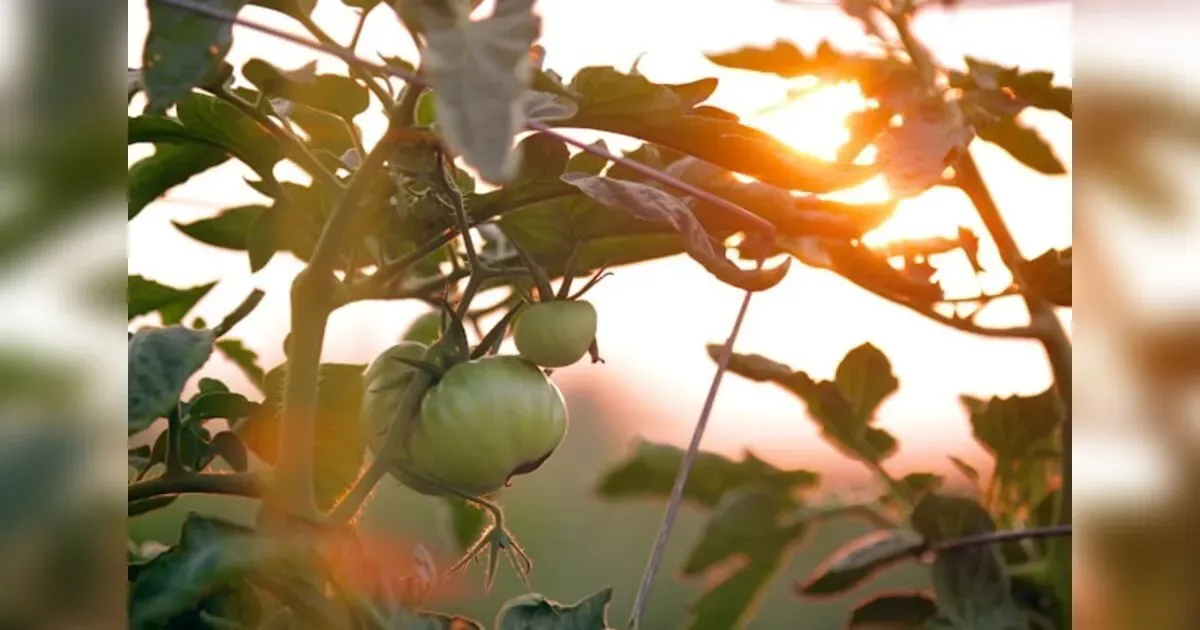 Edible Gardens: Growing Your Own Food In A Post Pandemic World