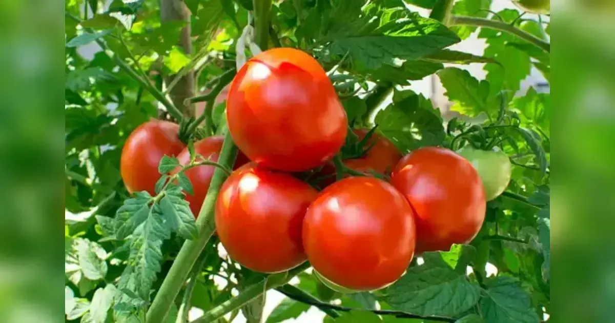 Grow Mouthwatering Tomatoes Anyone Would Envy: Tips For Growing Outstanding Tomatoes In Your Garden