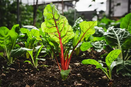 Tips for new gardeners: Grow fresher, tastier vegetables than ever before