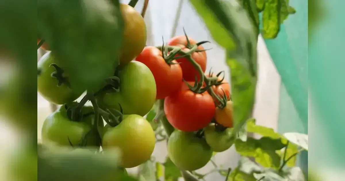 How To Grow Tomatoes In Your Home Garden