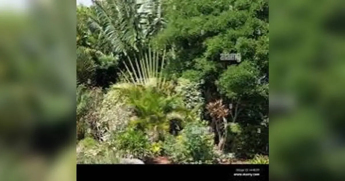 Reimagining Your Garden: A Guide To Transforming Your Outdoor Space