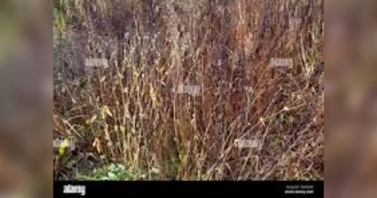 Turning The Tide: Strategies To Combat Consistent Plant Death In Your Garden