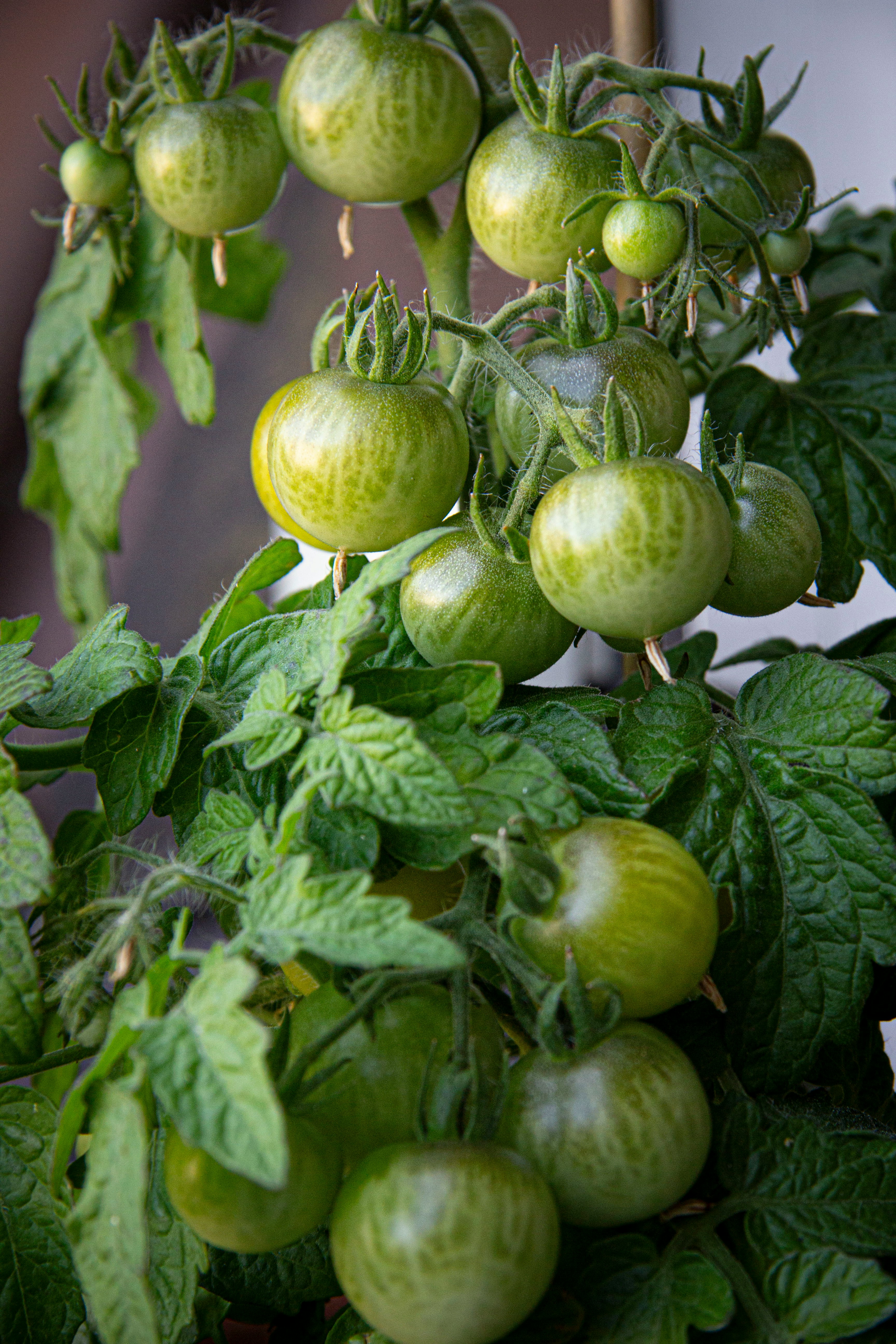 Nurturing Nature: The Art and Science of Home Gardening