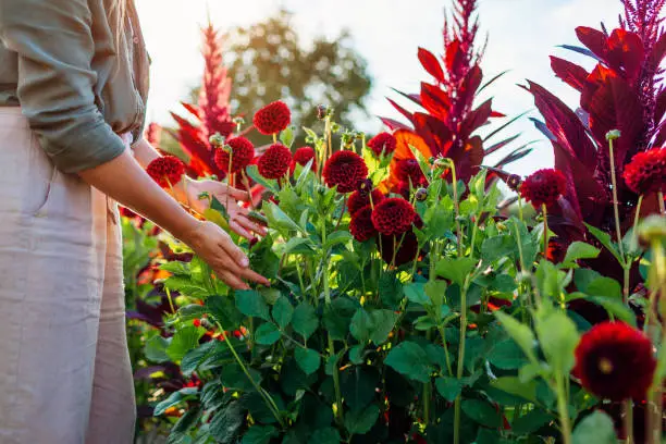 Dahlias: how to grow dahlias to fill your garden with vibrant summer colour 