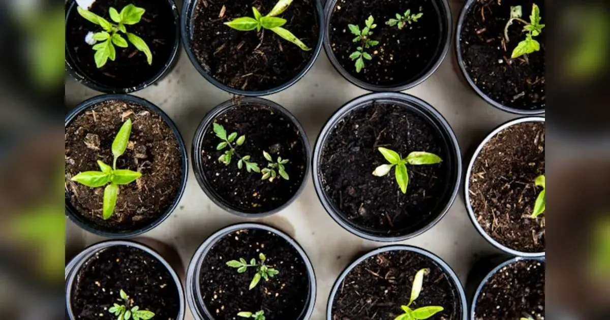 Sustainable Gardening:How To Grow A Climate Resilient Garden At Home