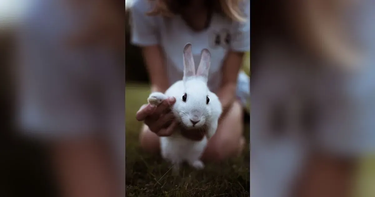 Rabbit Health Check
