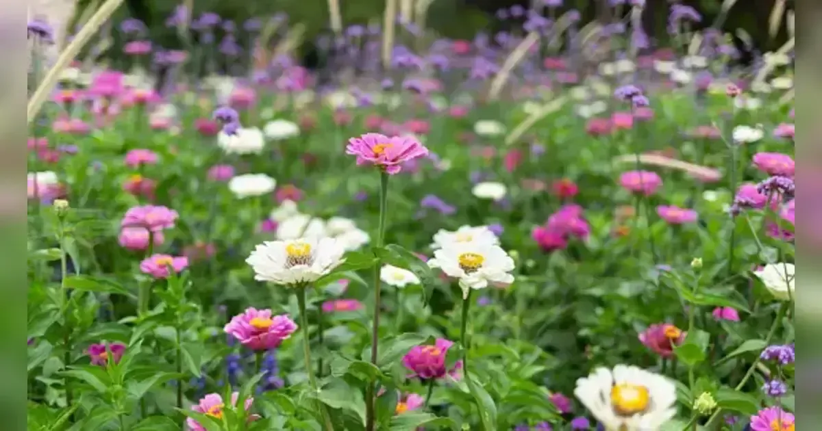 Attract Butterflies & Bees: Light And Airy Flowers For A Naturalistic Garden