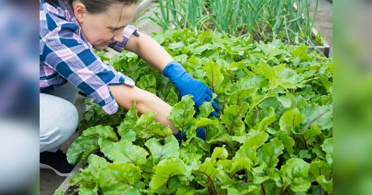 Grow Your Own Food & Save Money: The Beginner's Guide To Starting A Garden