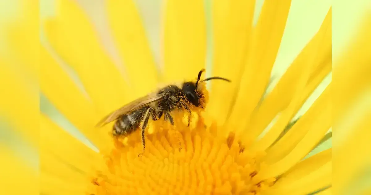 Why Should You Teach Your Kids To Save The Bees