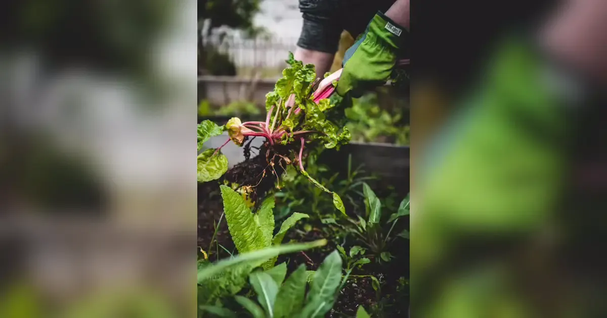 The Benefits Of Organic Farming For Soil Health.