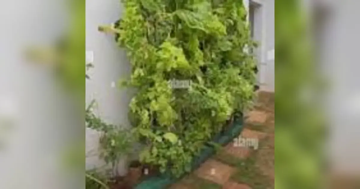 Cultivating Your Kenyan Paradise: A Guide To Home Gardening Costs