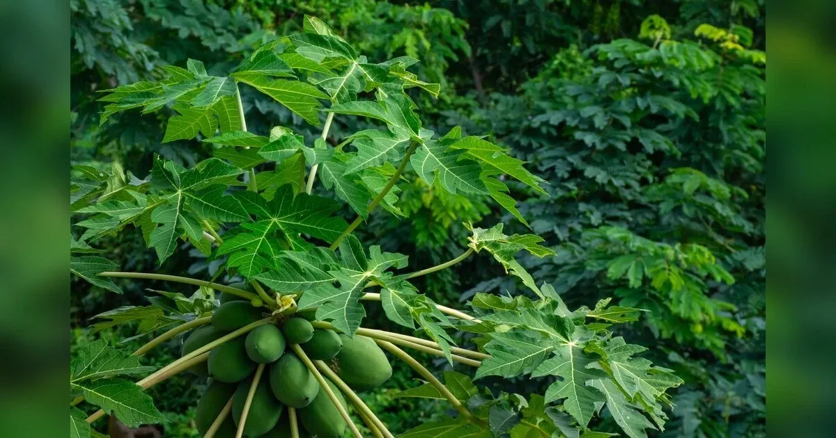 What Are Pawpaw Trees?