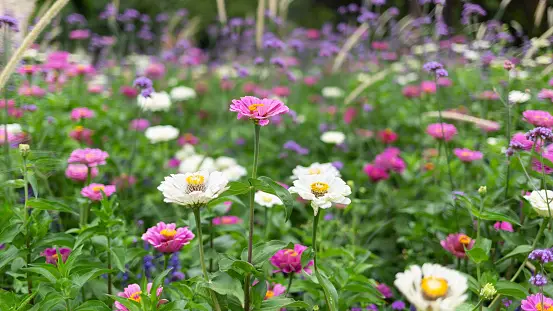 Attract butterflies & bees: light and airy flowers for a naturalistic garden